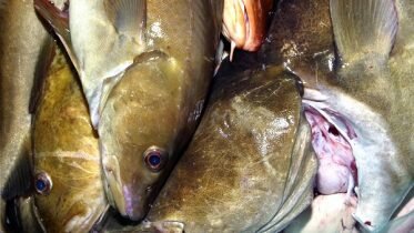 Unusual amounts of dead cod in Inner Oslofjord this past December