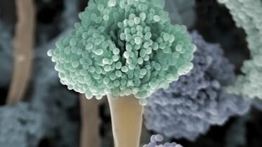 Fungal infections can be deadly