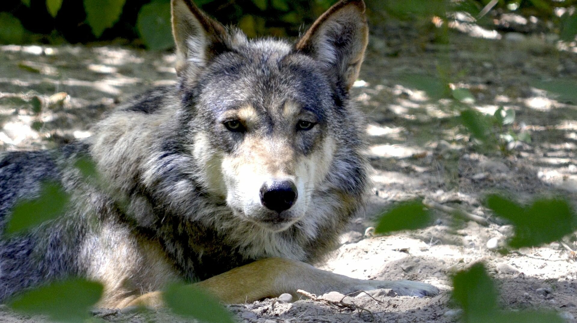 Two wolves culled at Slettås in Trysil