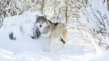 Complains about extra wolf quota