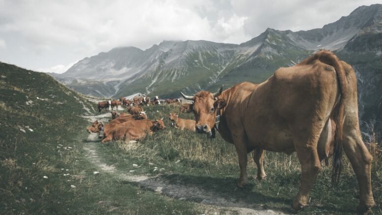 Cow milk mountain