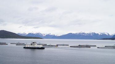 Is farmed salmon safe and healthy?
