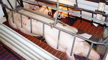 Stronger reactions to husbandry violations