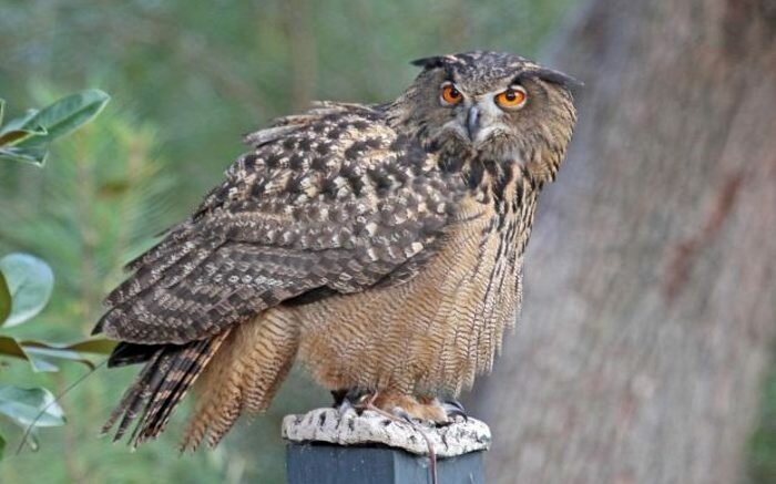 eagle-owl owl hubro