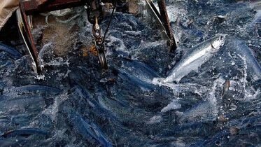 Deadly algae has taken life of salmon for NOK 720 million