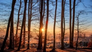 Germany, Norway and the United Kingdom call for more ambition on global forest protection