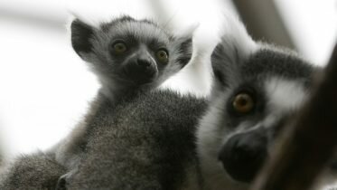 Missing lemur found