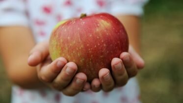 Promising forecasts for this year’s apple harvest