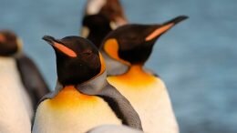 Penguin Antarctic Treaty