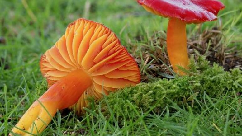 fungi red list mushroom