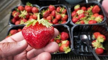 Several strawberry sellers had no place to go to the toilet