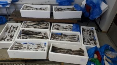 Increase in the seizure of «tourist fish»