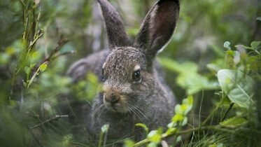 Increase in the number of Tularemia cases