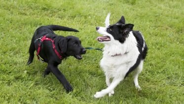 A new animal health register is introduced