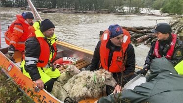 100 sheep died after being taken by floodwaters in Surnadal