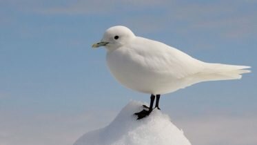 Fewer ivory gulls in the Arctic