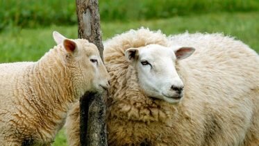 Decrease in the number of sheep farmers