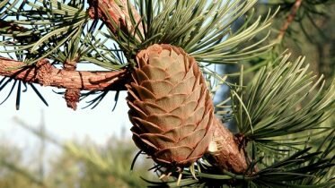 Pine cone record can yield over 500 million forest plants