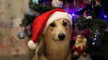 Here’s how to help your dog on New Year’s Eve