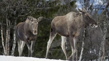Moose and deer dying off due to heavy snow in Troms