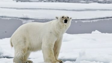 The world’s polar bear land gathering at Svalbard