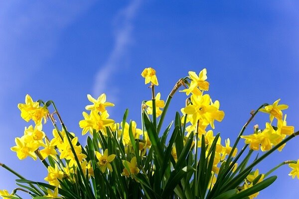 easter,daffodils