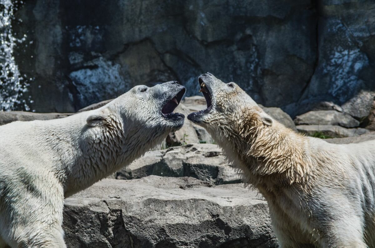 Polar bear faceoff