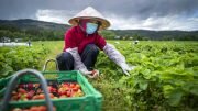 Seasonal worker from Vietnam in Norway
