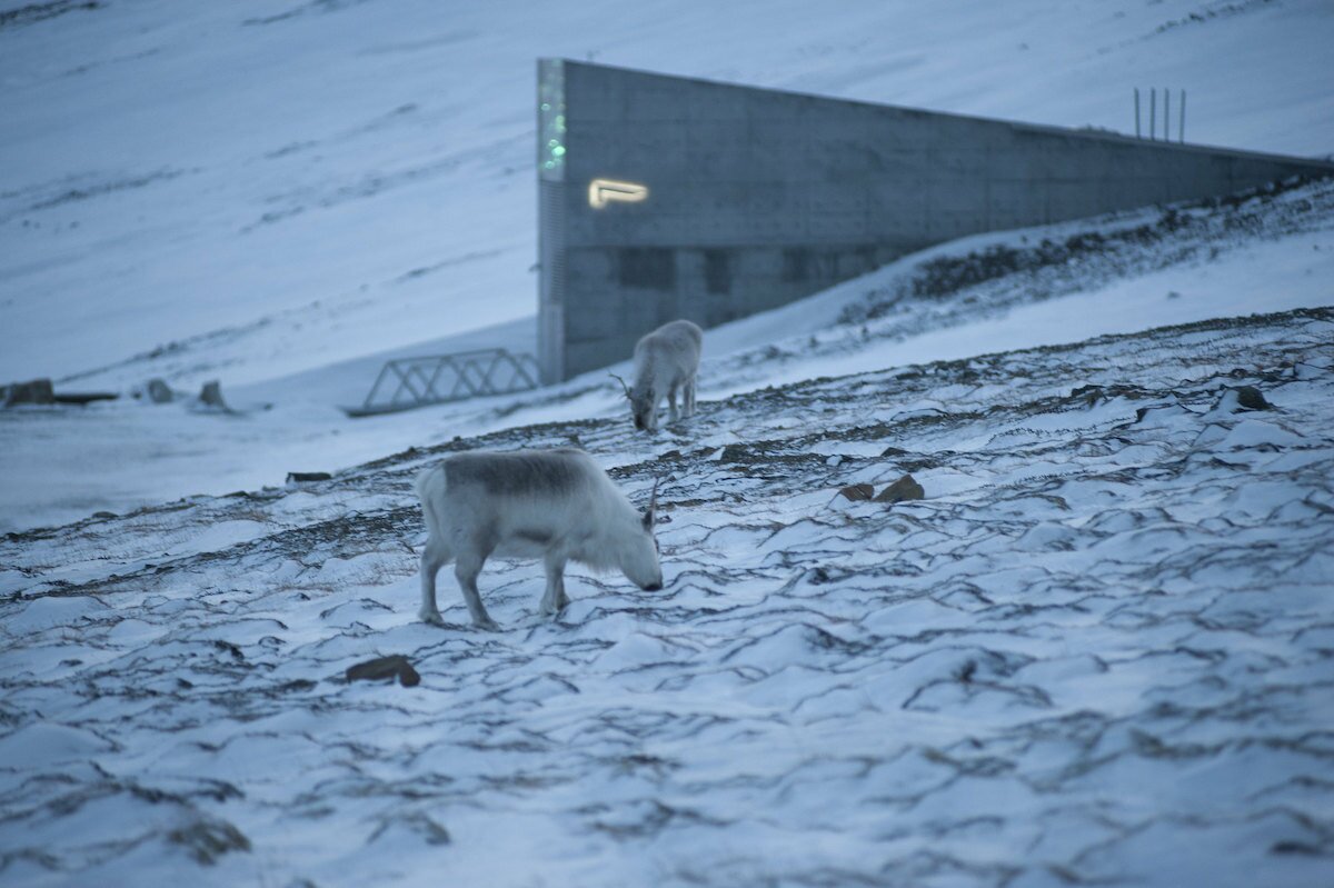 Svalbard Seed Vault reindeer