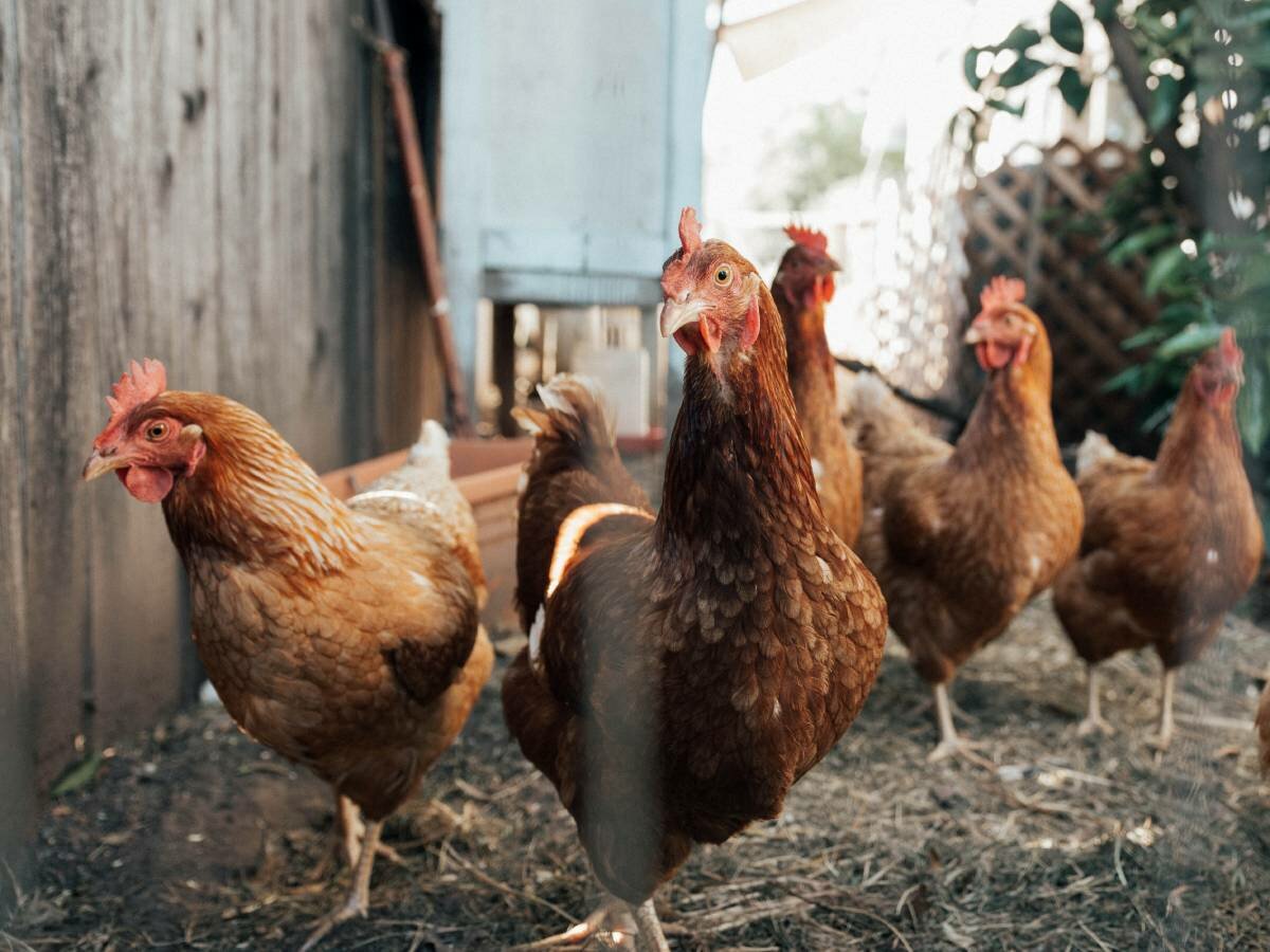 Jæren: New outbreak of bird flu reported, 7,500 additional hens must be terminated