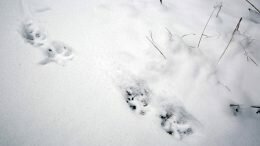 Wolf tracks