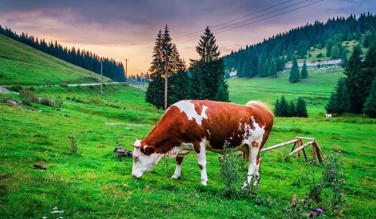 Norwegian Food Safety Authority kills 350 cattle, gets sued by farmer, loses court case