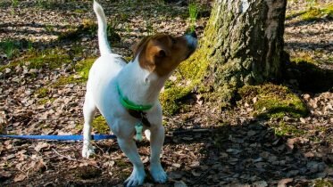 The reliable Hygen Hound: Norway’s hare hunting hound