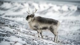 Reindeer on Svalbard