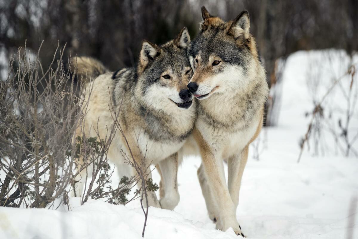 So far this winter, almost 100 wolves have been detected in Norway and Sweden