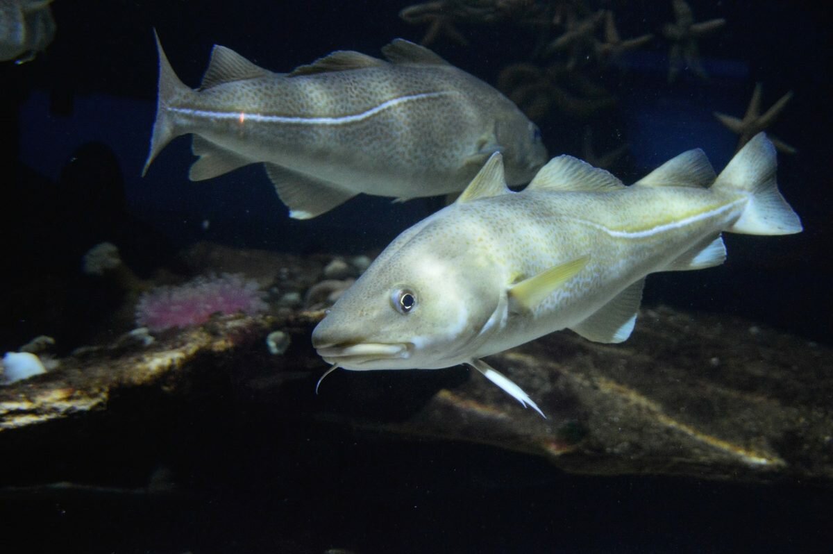 skrei arctic cod fish