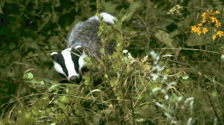 Unusual attack in Sweden: Someone threw a dead badger through the window of a house in Skövde