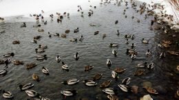Ducks - Østensjøvannet