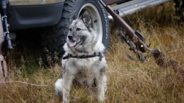 Grey Norwegian Elkhound