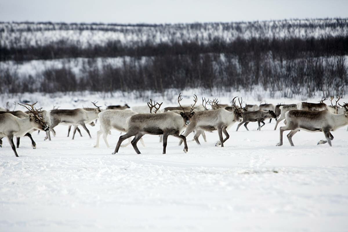 Reindeer herd