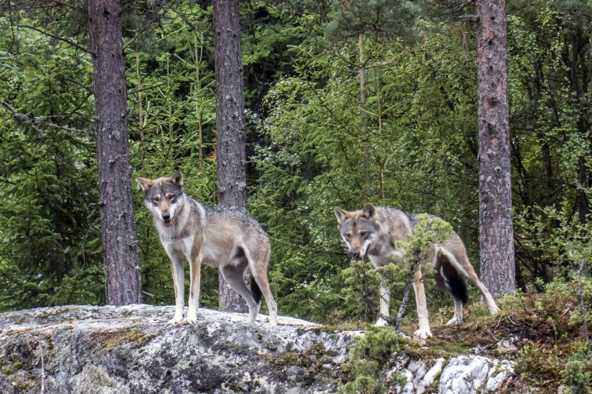 More than 100 wolves have been detected during the winter in Norway and Sweden