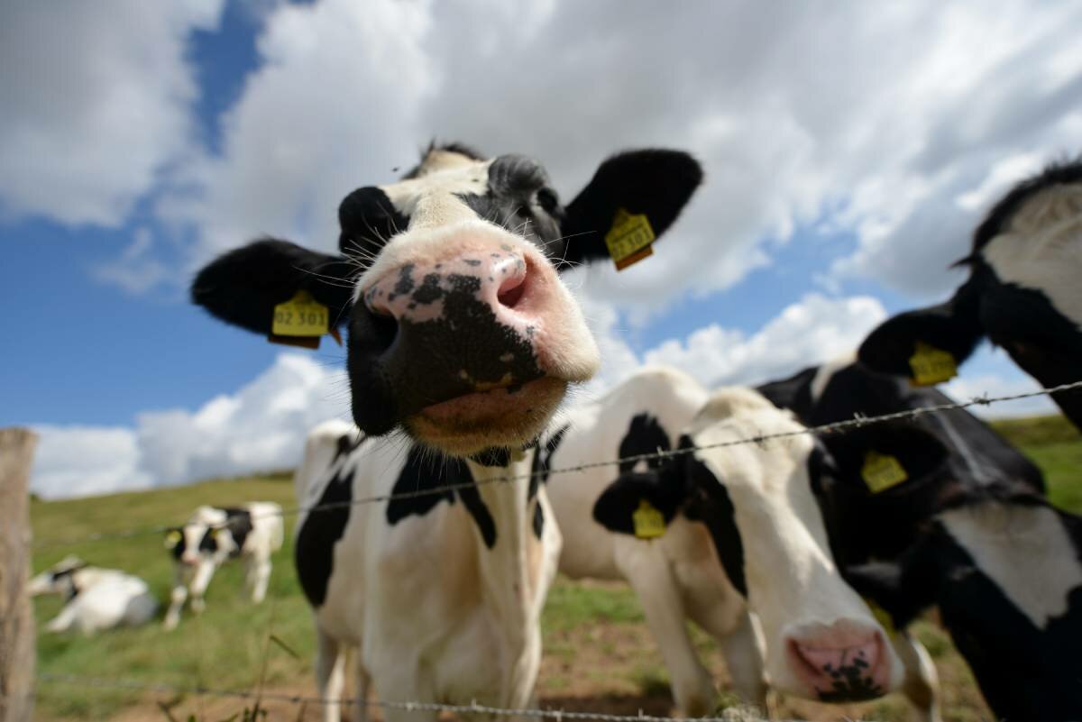 Norway’s Food Safety Authority found regulatory violations in more than half of the livestock farms it inspected