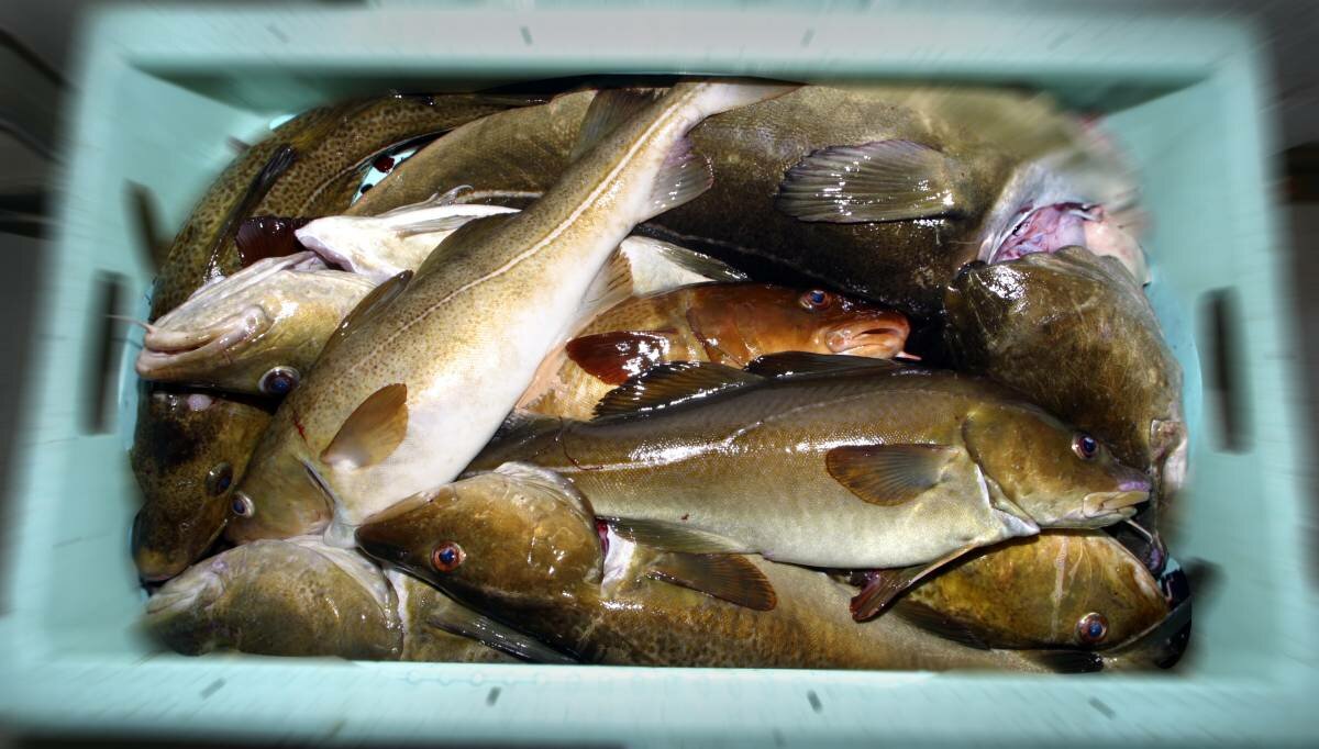 Norway and the United Kingdom fail to reach an agreement on fishing