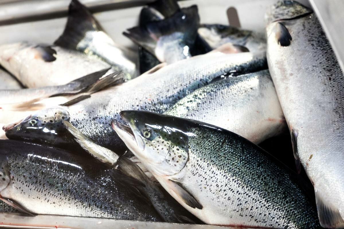 SP mayors criticize potential “salmon tax” in Norway