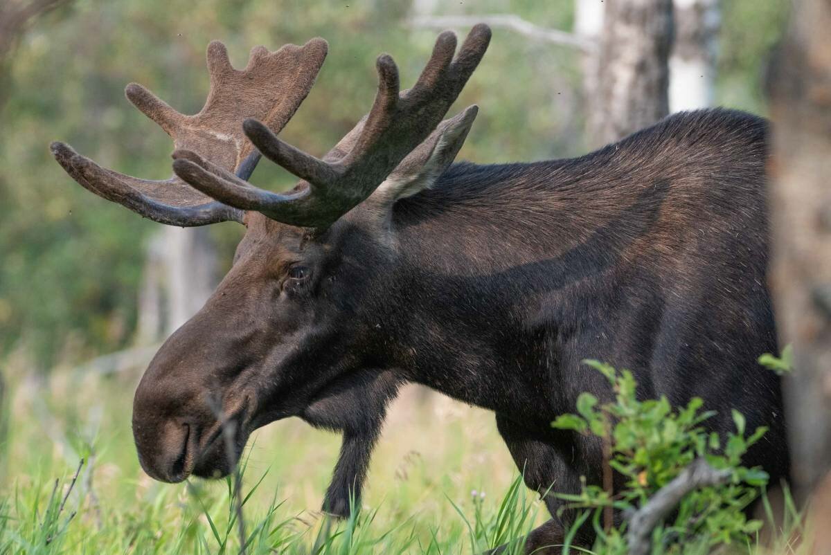 Ambulance hits moose in Troms: “No one is injured, but the vehicle is not in drivable condition”