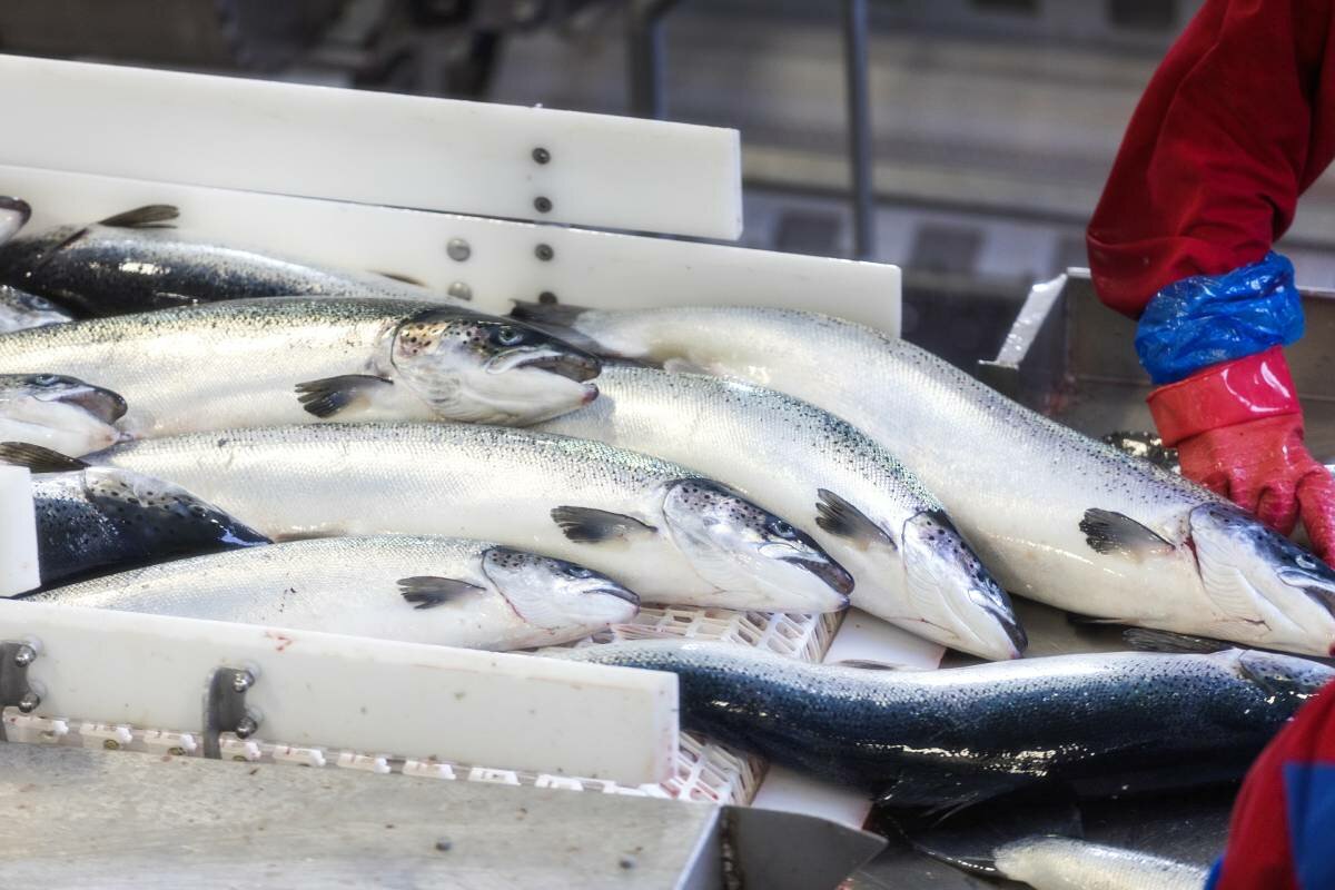 Statistics Norway: Export price for fresh salmon decreased by 5.9%