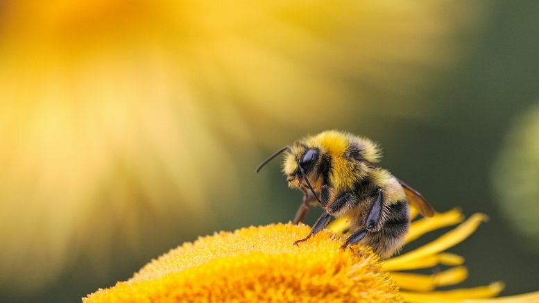 Bee bees honey