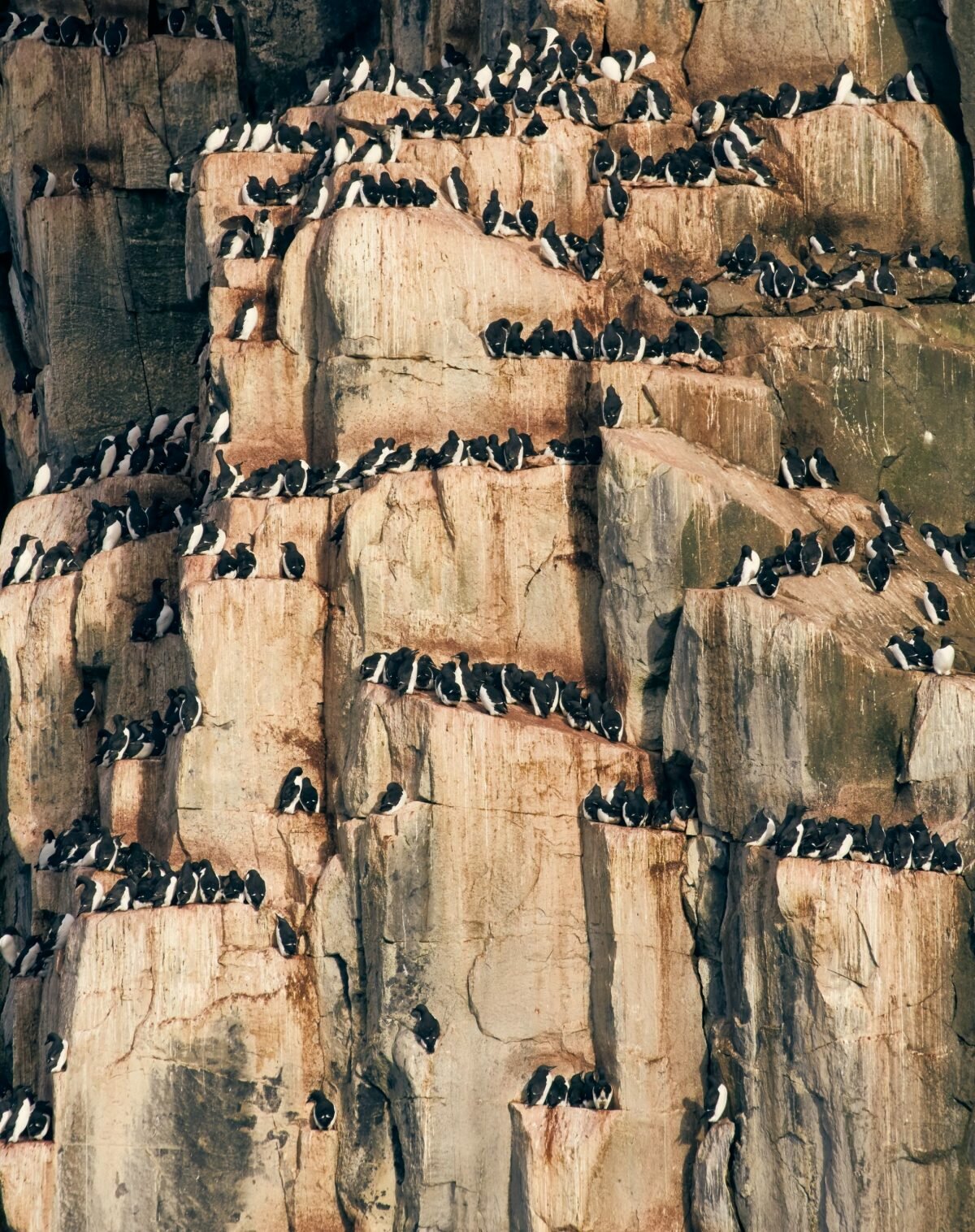 Svalbard birds Black guillemots