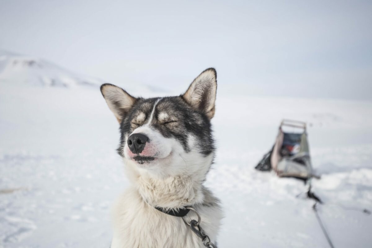 Svalbard husky